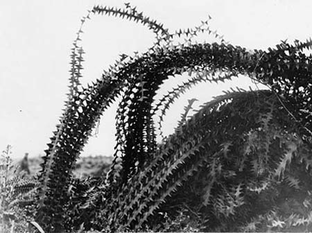 German barbed wire